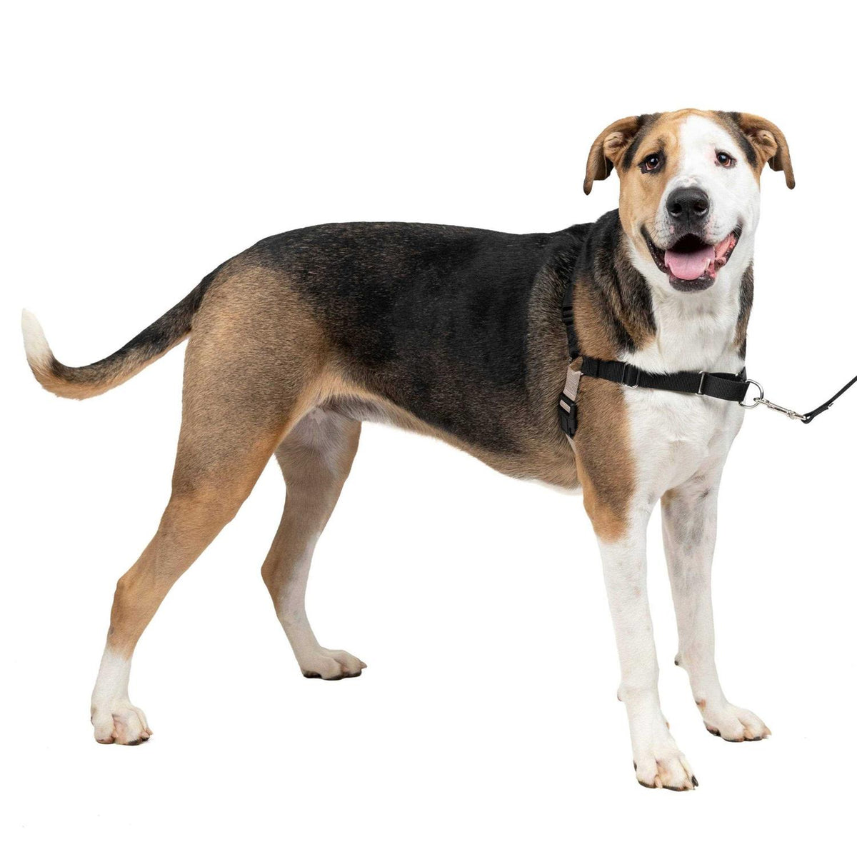 Dog Harness G1812