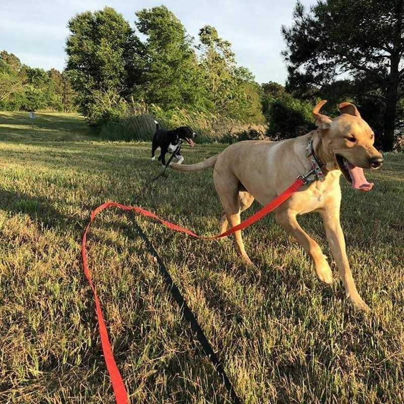 Dog Leash K883