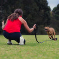 Leash D446943