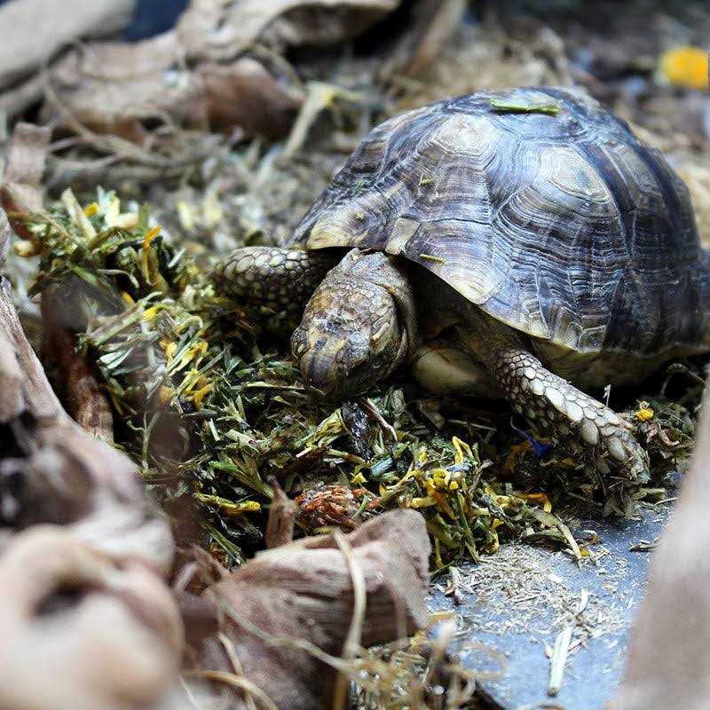 Tortoise Food U929