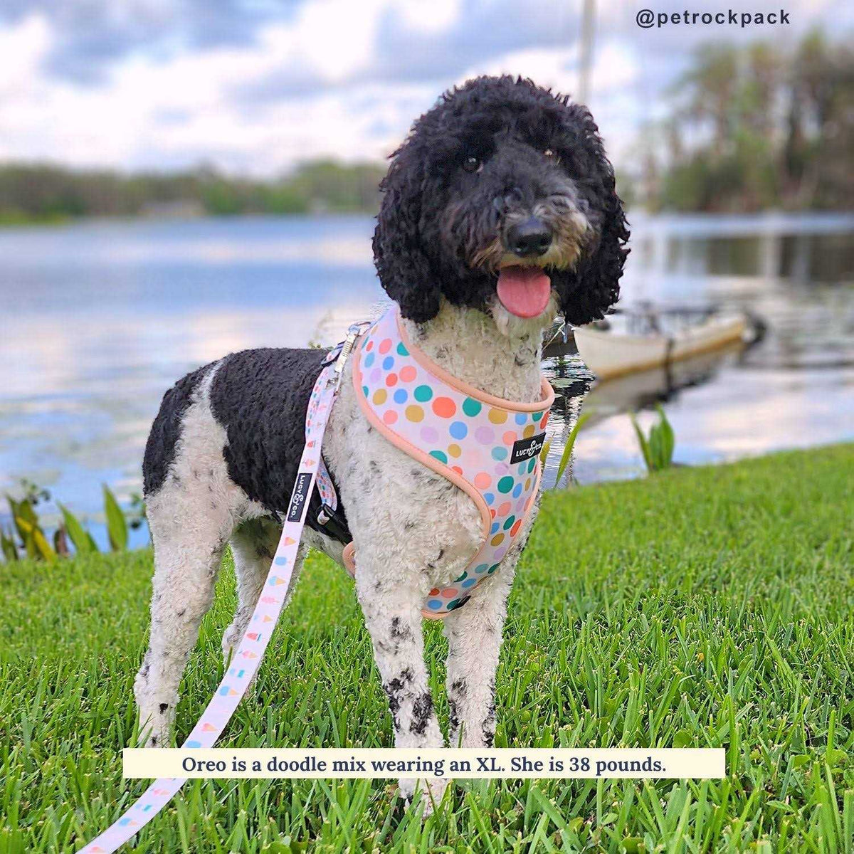 Reversible Harness W717