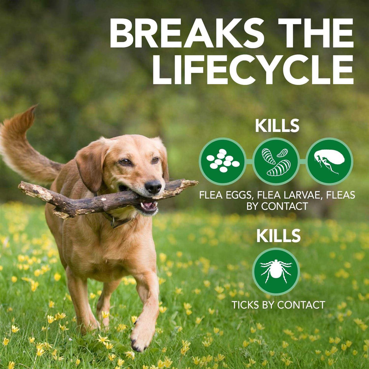 Flea & Tick Shampoo J437