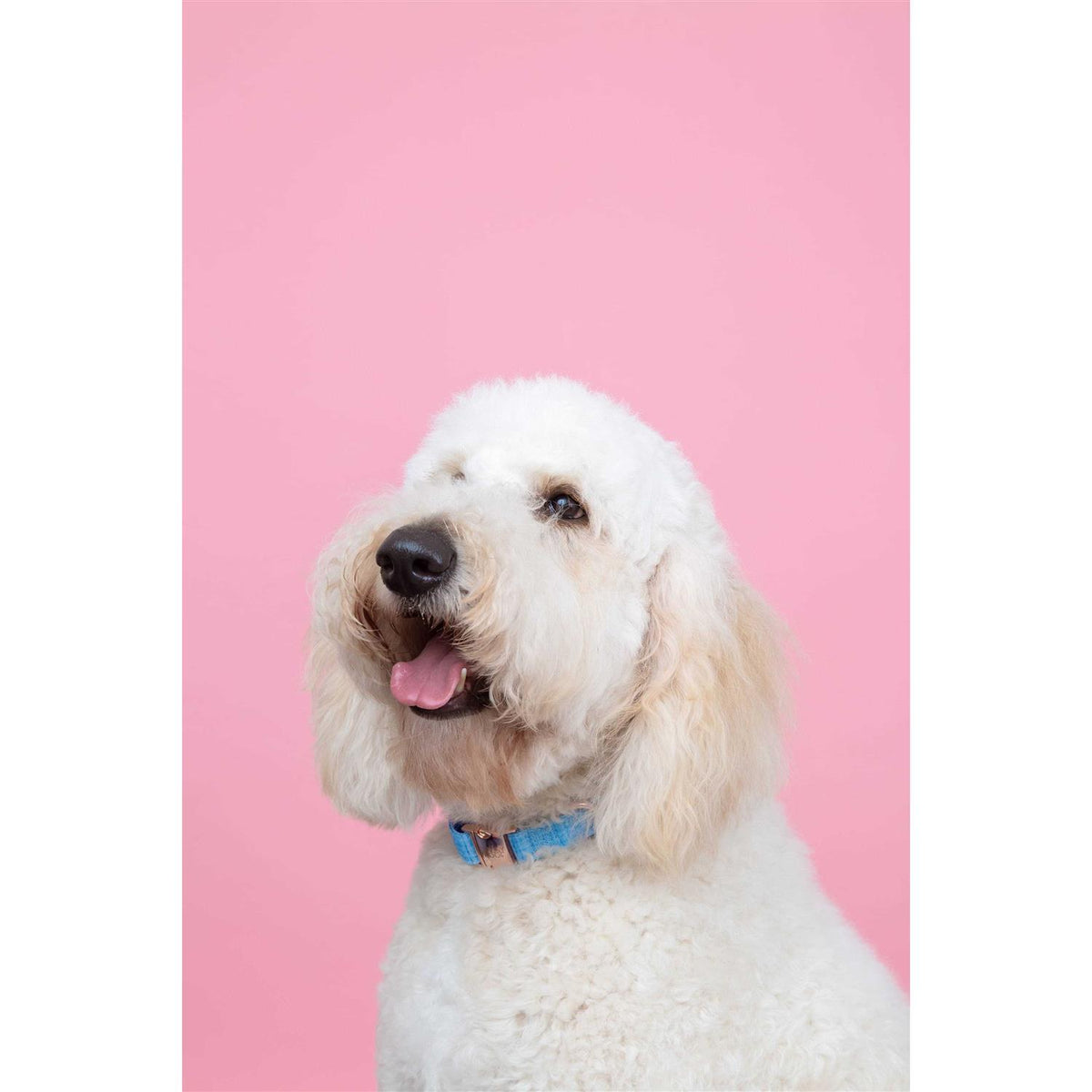 Dog Collar T3242