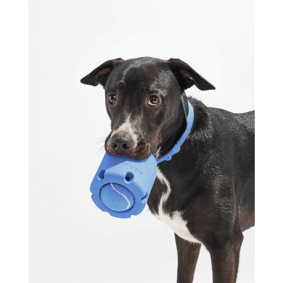 Dog Toy B2294