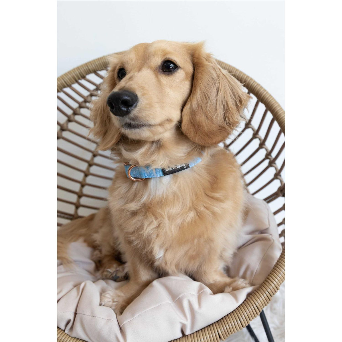 Dog Collar T3242