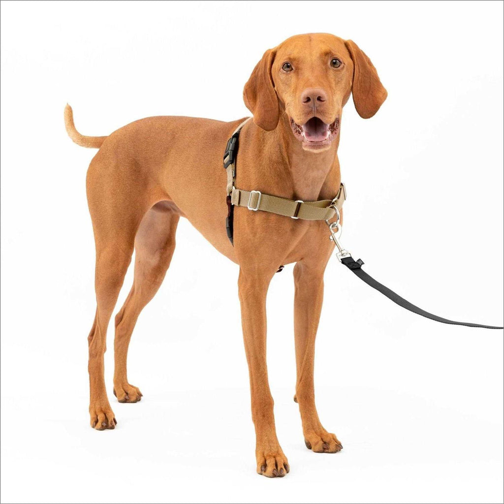 Dog Harness G1812